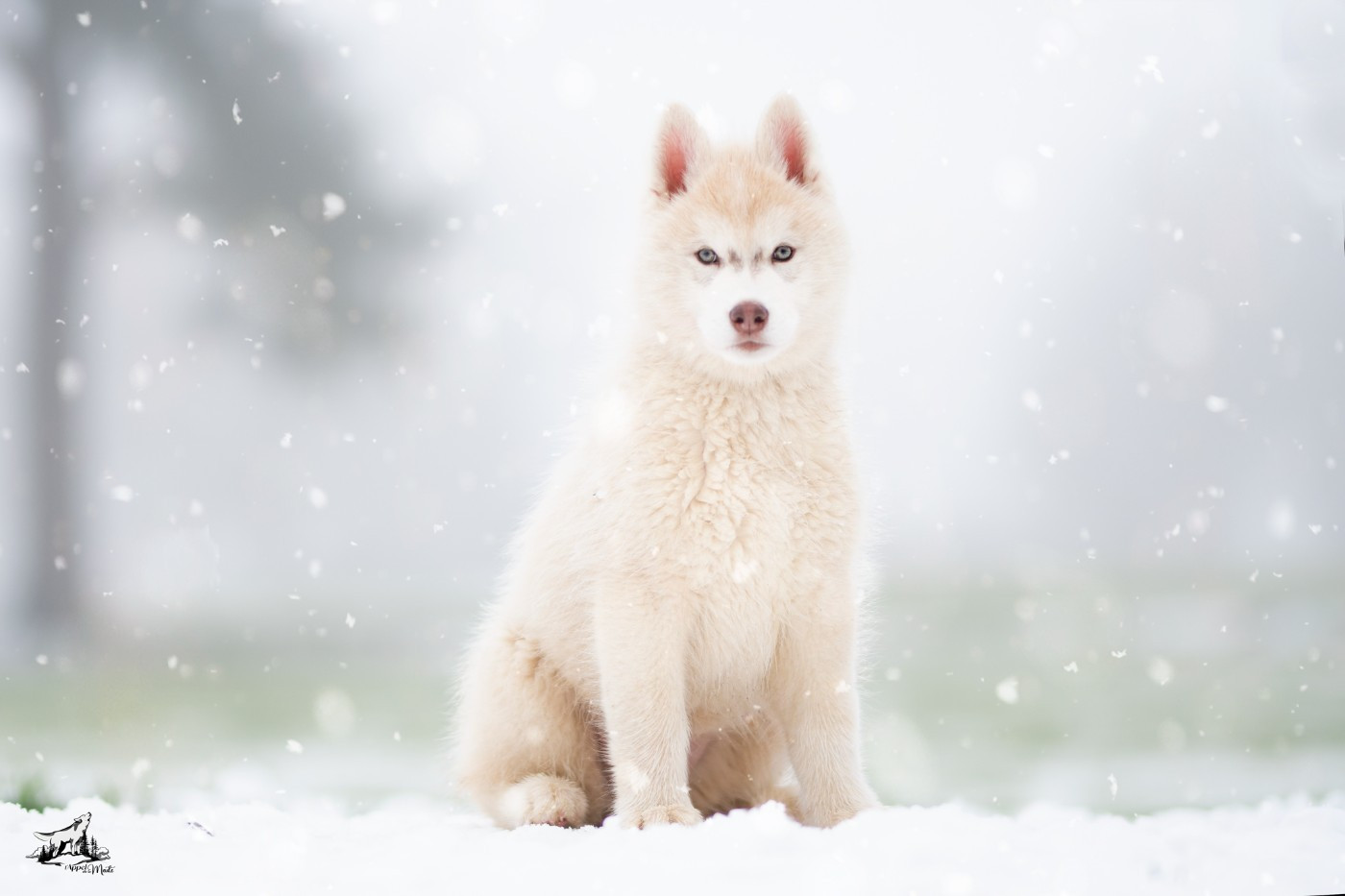 Adés l'appel de la meute