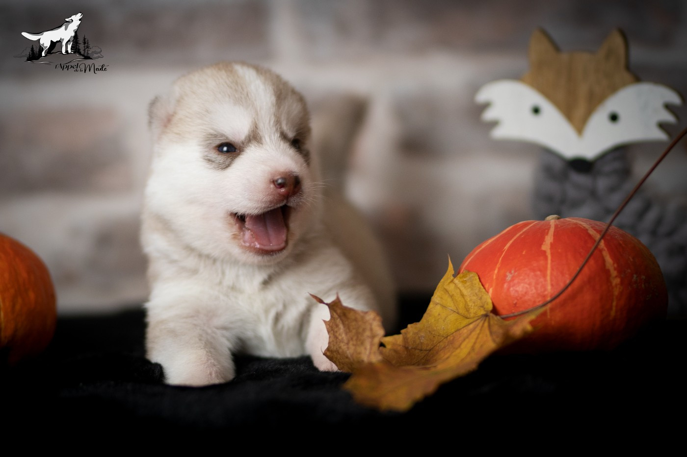 l'appel de la meute - Siberian Husky - Portée née le 20/10/2025